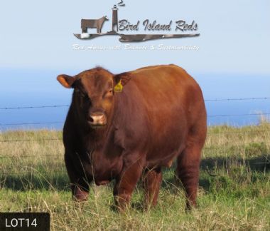 Bird Island Red Barney - 